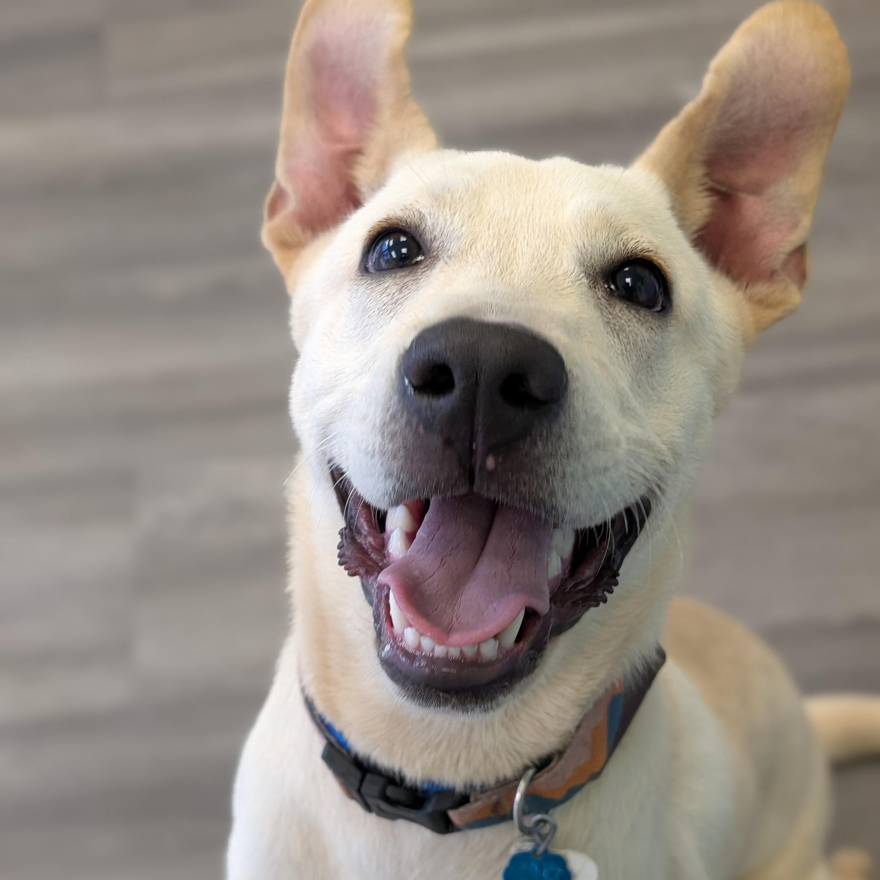Krypto, Adoptable, Young Male Retriever.