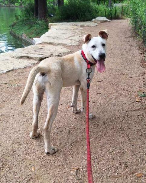 Enlarge Krypto, a Adoptable Retriever in Houston, TX image 5/5