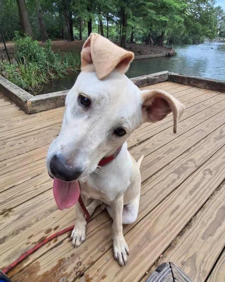 Enlarge Krypto, a Adoptable Retriever in Houston, TX image 4/5