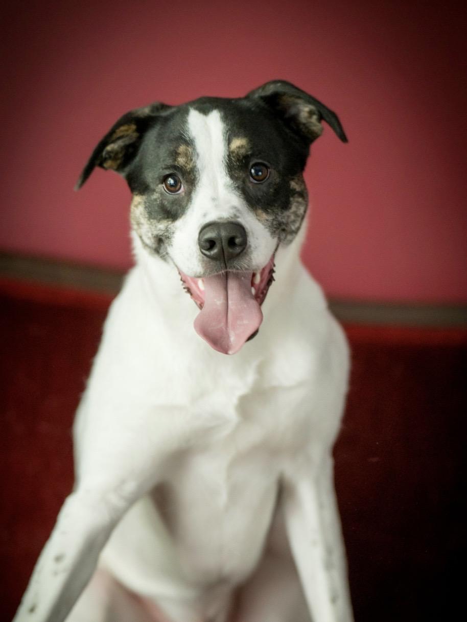Jugo, Adoptable, Young Male Australian Shepherd & Boxer.