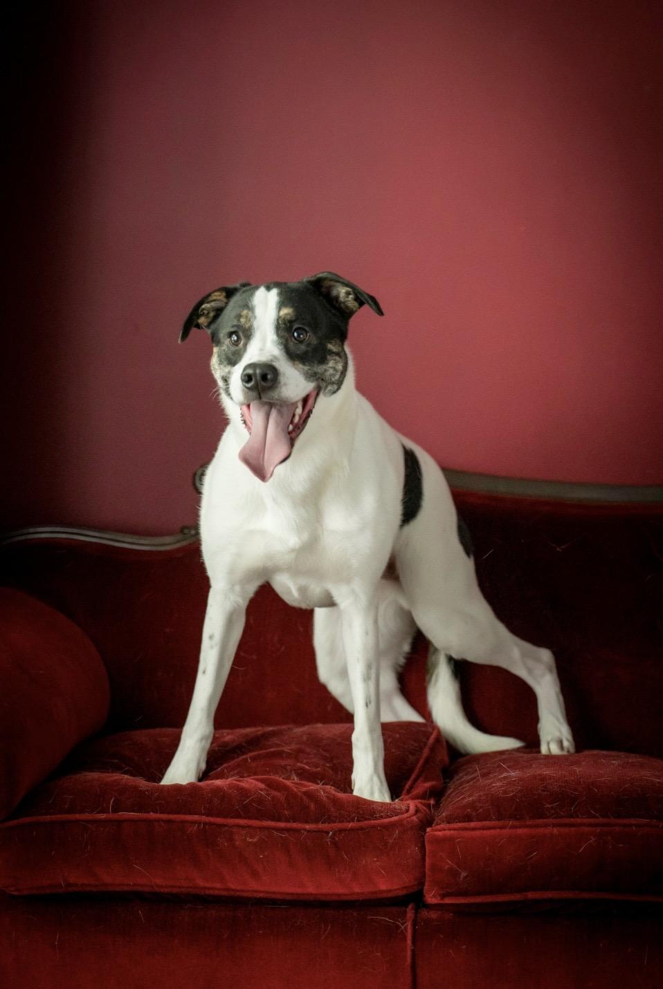 Enlarge Jugo, a Adoptable mixed breed in Kannapolis, NC image 2/5