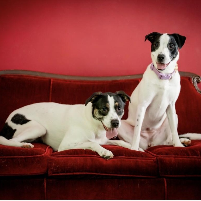 Enlarge Jugo, a Adoptable mixed breed in Kannapolis, NC image 4/5