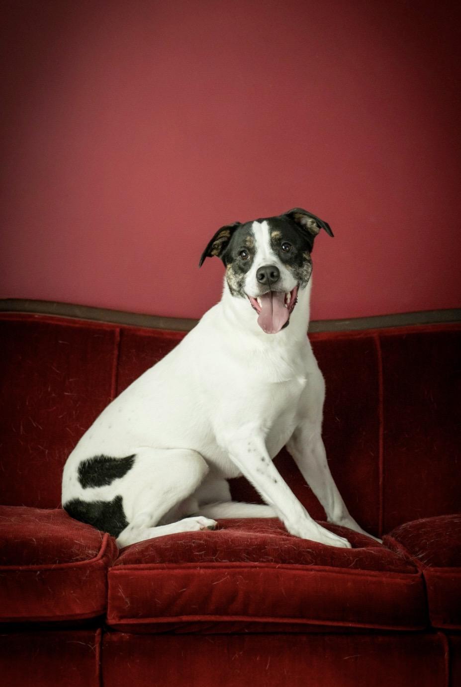 Enlarge Jugo, a Adoptable mixed breed in Kannapolis, NC image 3/5