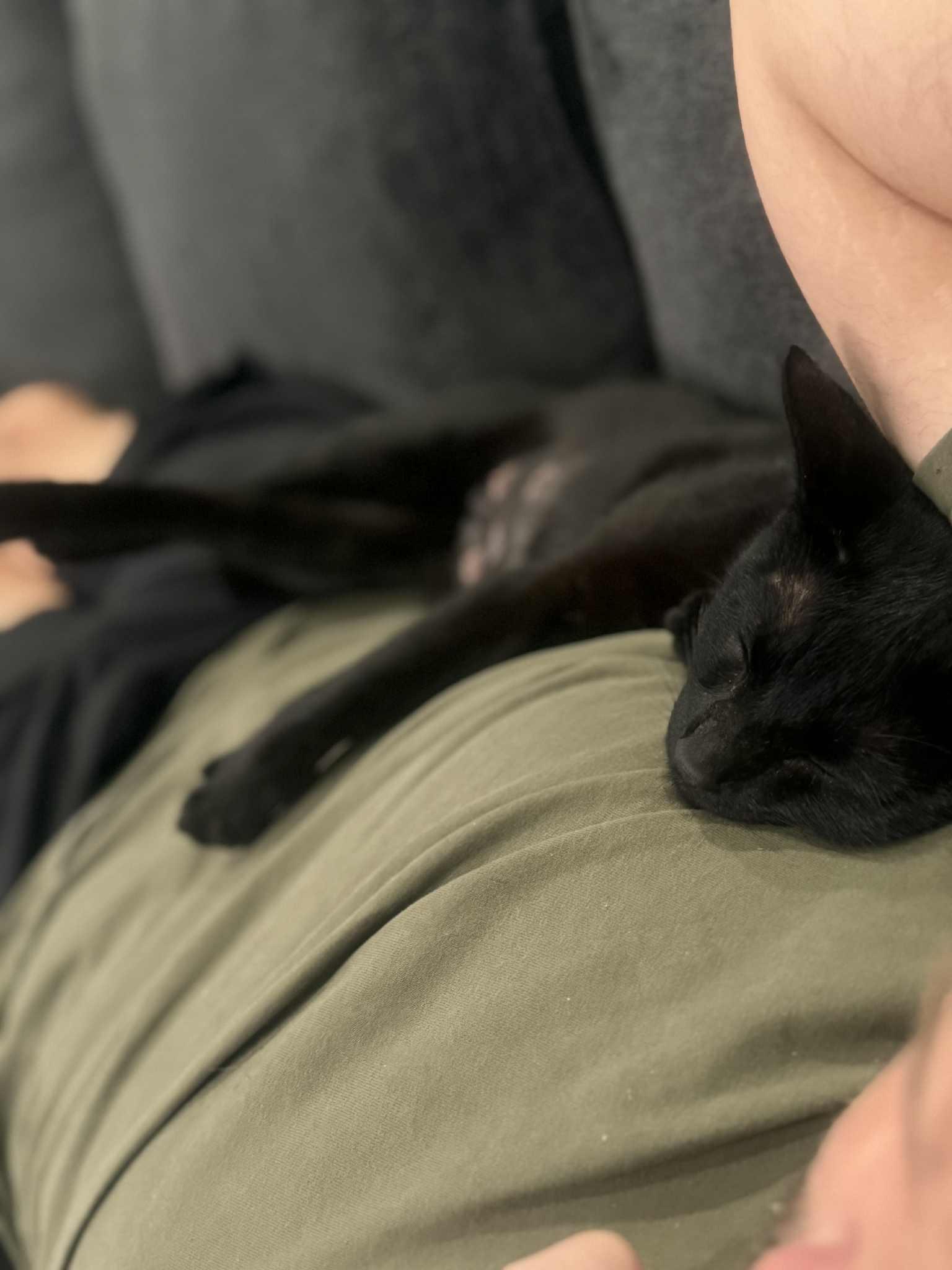 Enlarge Luna, a Adoptable Domestic Short Hair in Stamford, CT image 6/6