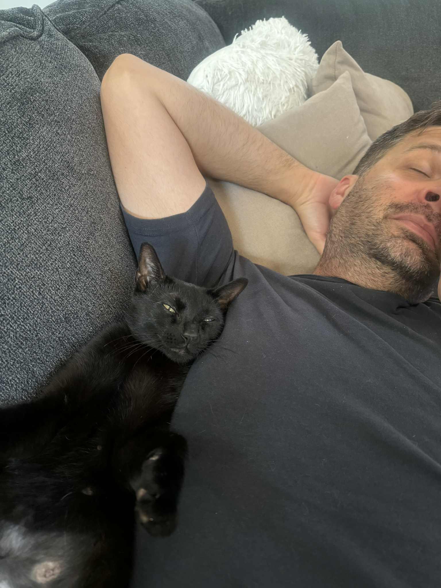 Enlarge Luna, a Adoptable Domestic Short Hair in Stamford, CT image 3/6