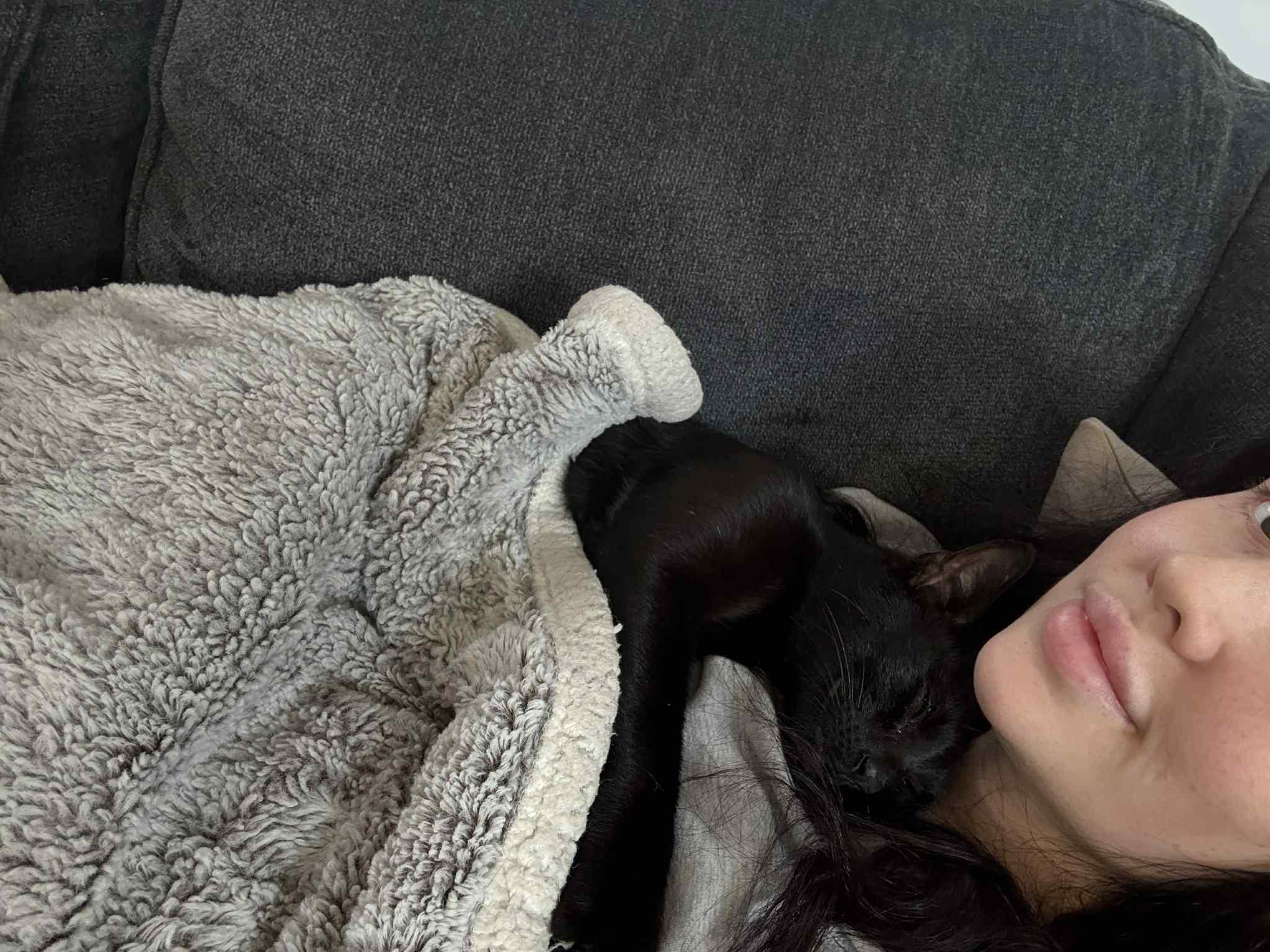 Enlarge Luna, a Adoptable Domestic Short Hair in Stamford, CT image 5/6