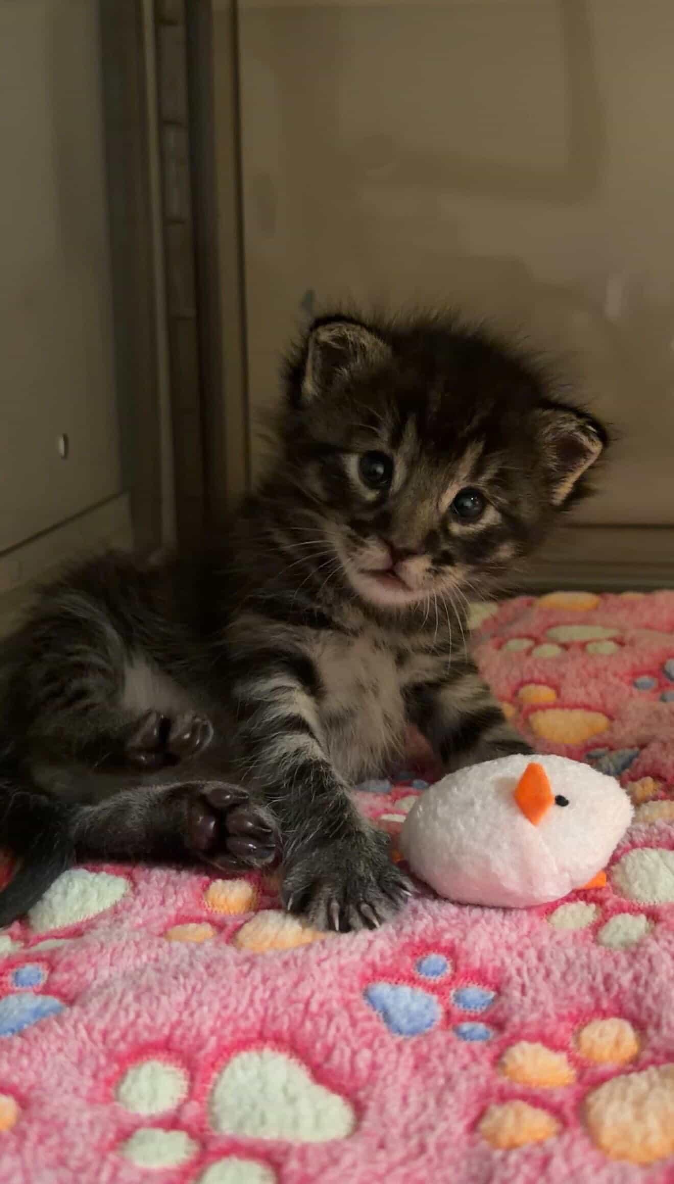 Fatu, Adoptable, Kitten Male Domestic Short Hair.