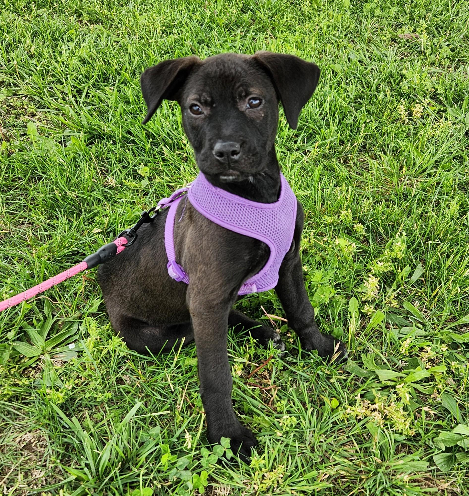Enlarge Rogue, a ADOPTABLE mixed breed in Siloam Springs, AR image 2/2