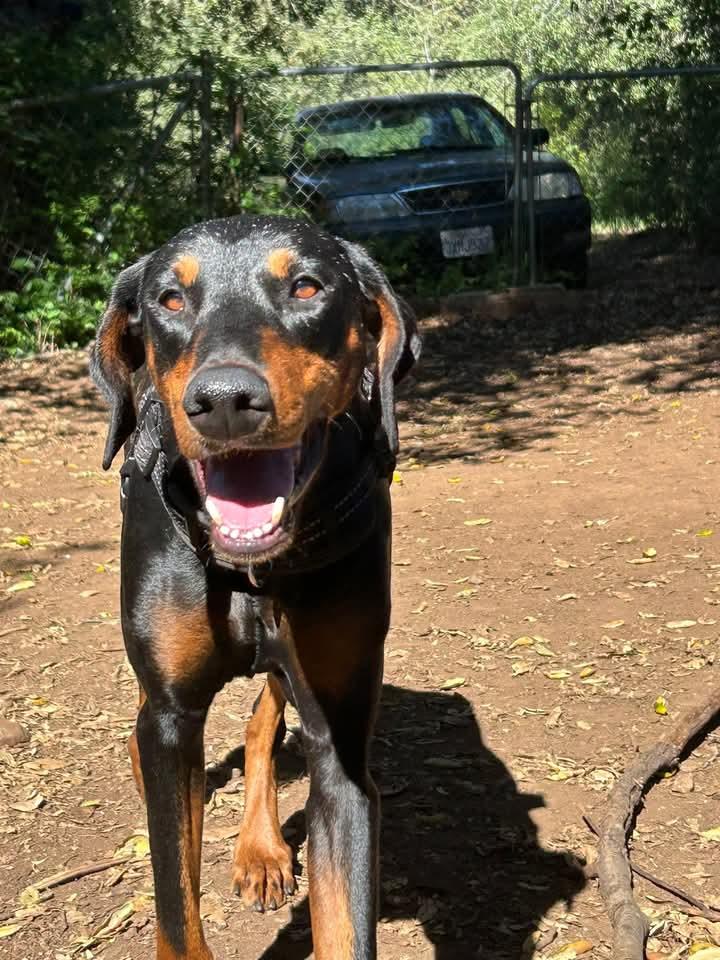Umber, Adopted, Young Female Doberman Pinscher.