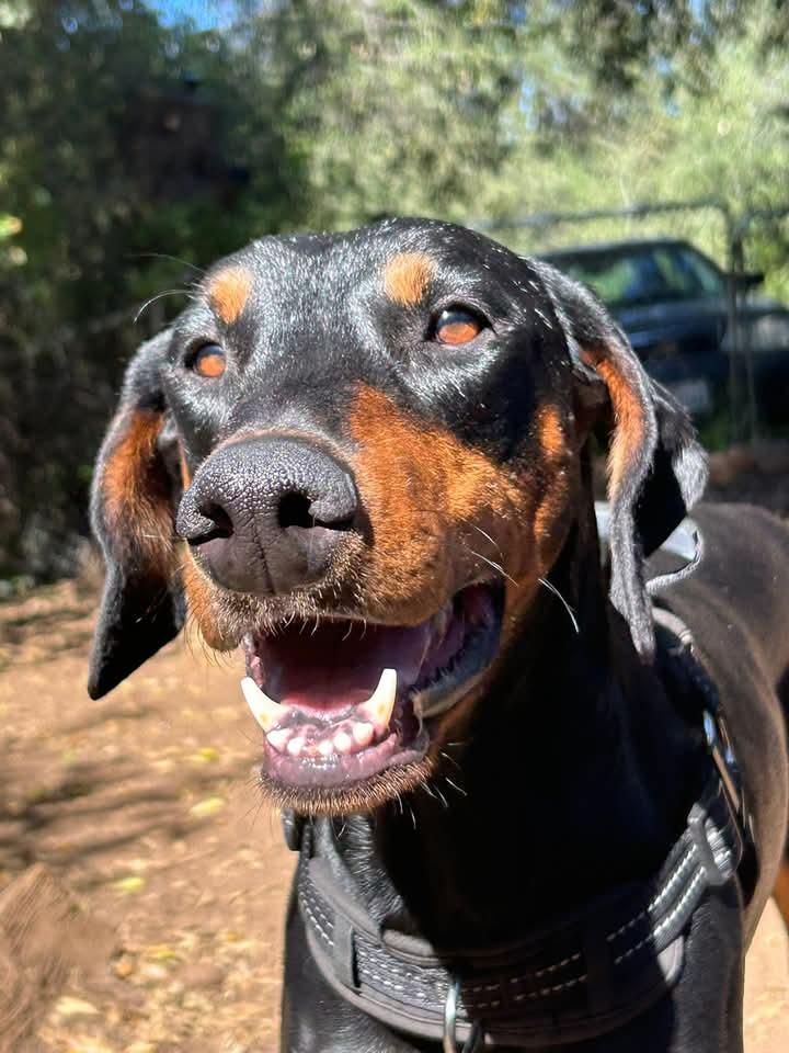 Enlarge Umber, a Adopted Doberman Pinscher in Spring Valley, CA image 2/3