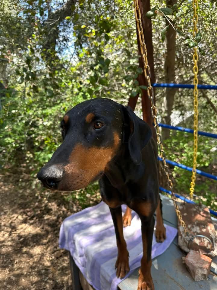 Enlarge Umber, a Adopted Doberman Pinscher in Spring Valley, CA image 3/3
