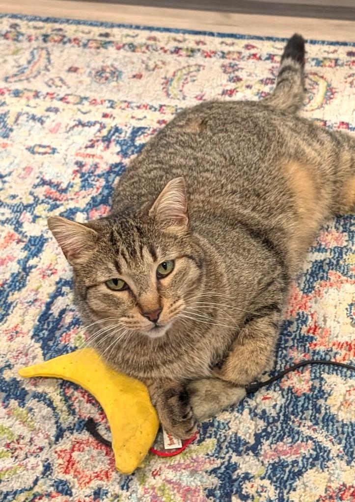 Fargo, Adoptable, Adult Male Domestic Short Hair.