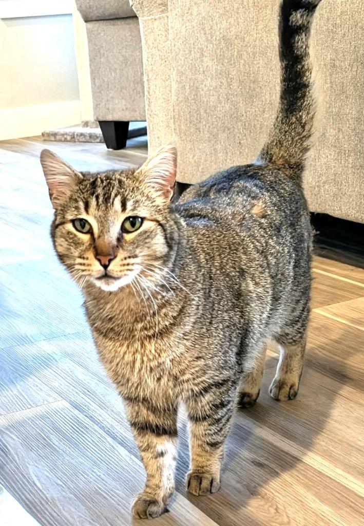 Fargo, a Adoptable mixed breed in Ogden, UT image 3/3