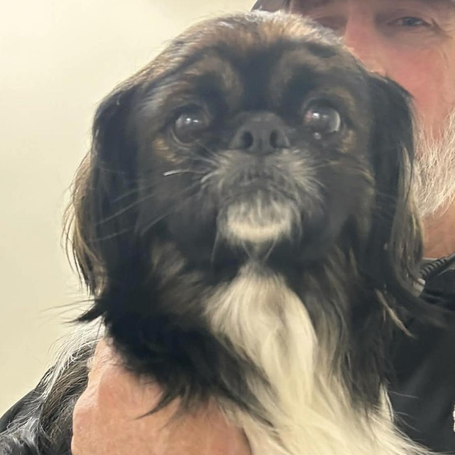 Jiggs, ADOPTABLE, Young Male Pekingese.