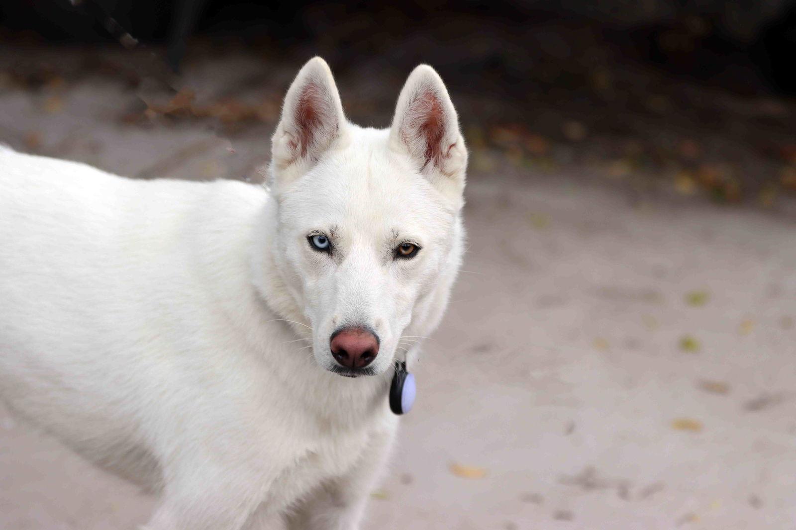 Snowflake, Adoptable, Adult Female Siberian Husky.