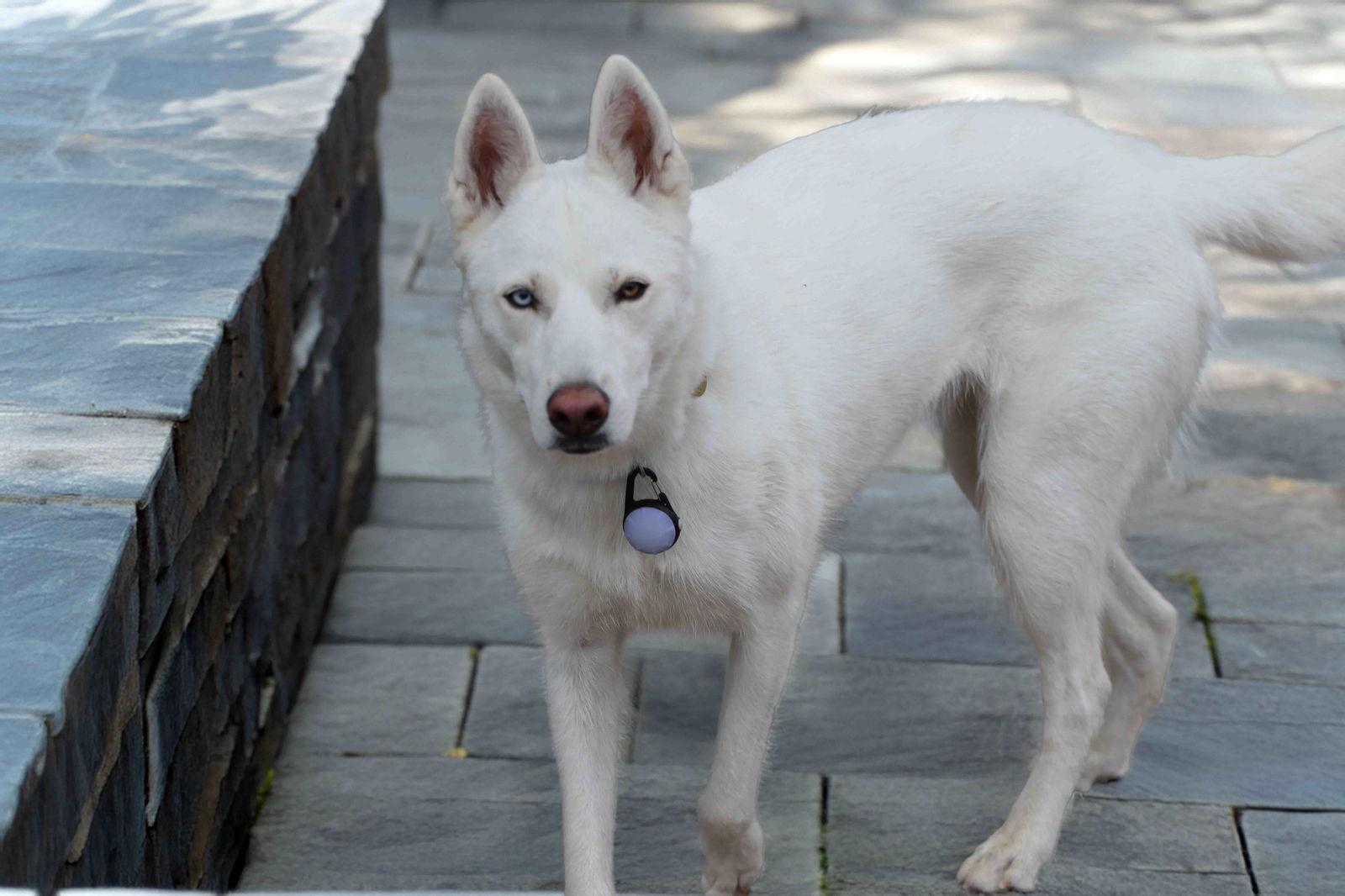 Snowflake, a Adoptable Siberian Husky in Walnut Creek, CA image 2/3