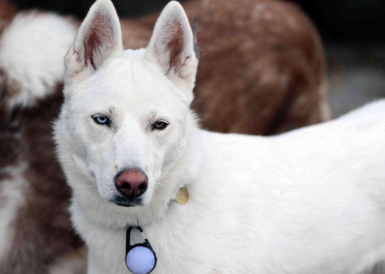 Snowflake, a Adoptable Siberian Husky in Walnut Creek, CA image 3/3