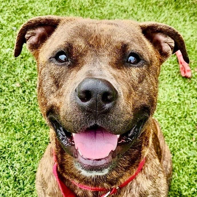 Enlarge Simon, a Adoptable Terrier in Bloomfield, CT image 1/3