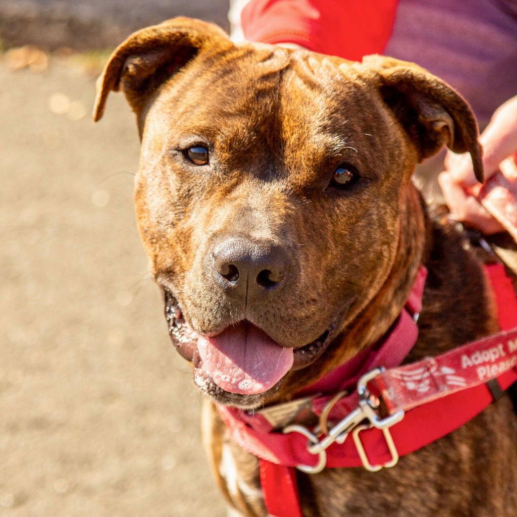 Enlarge Simon, a Adoptable Terrier in Bloomfield, CT image 1/3