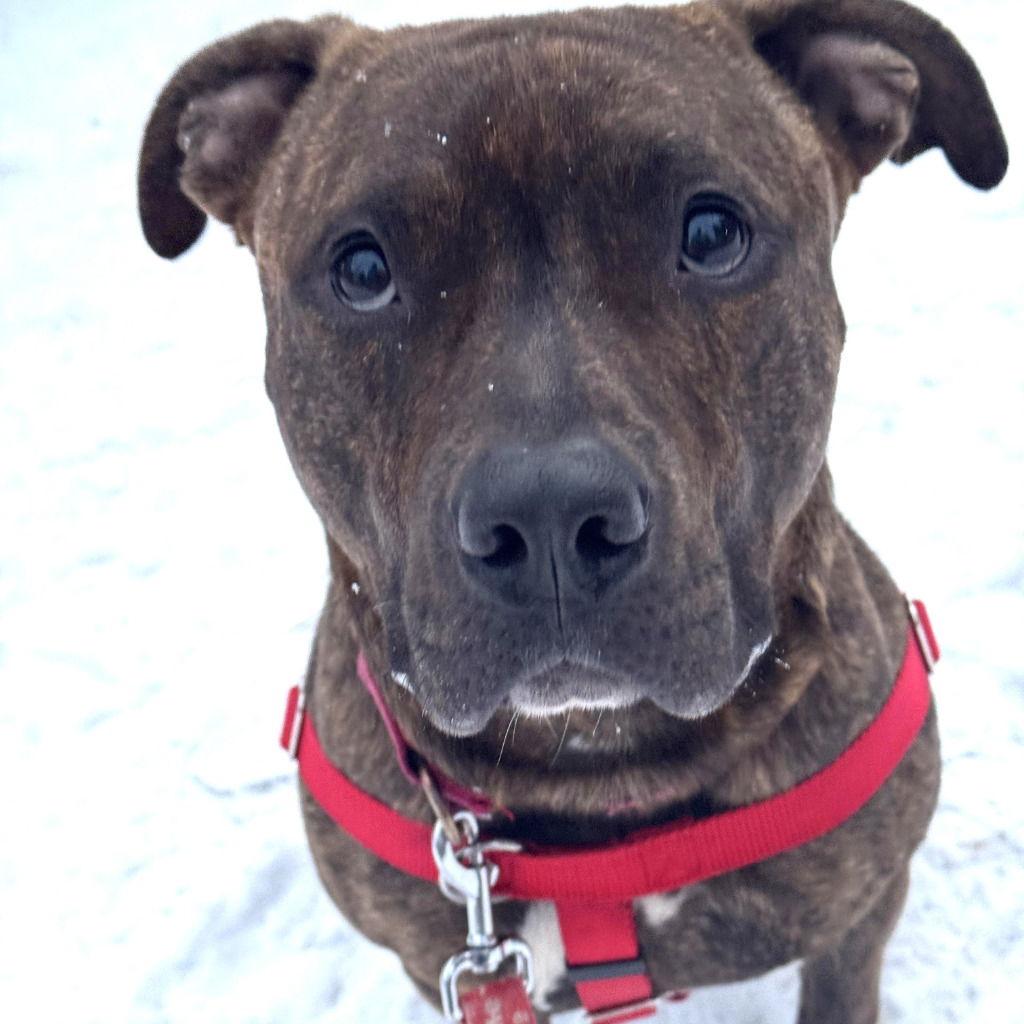 Enlarge Simon, a Adoptable Terrier in Bloomfield, CT image 2/3