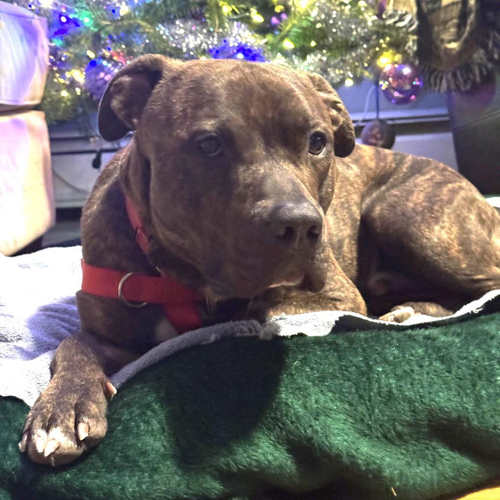 Enlarge Simon, a Adoptable Terrier in Bloomfield, CT image 3/3