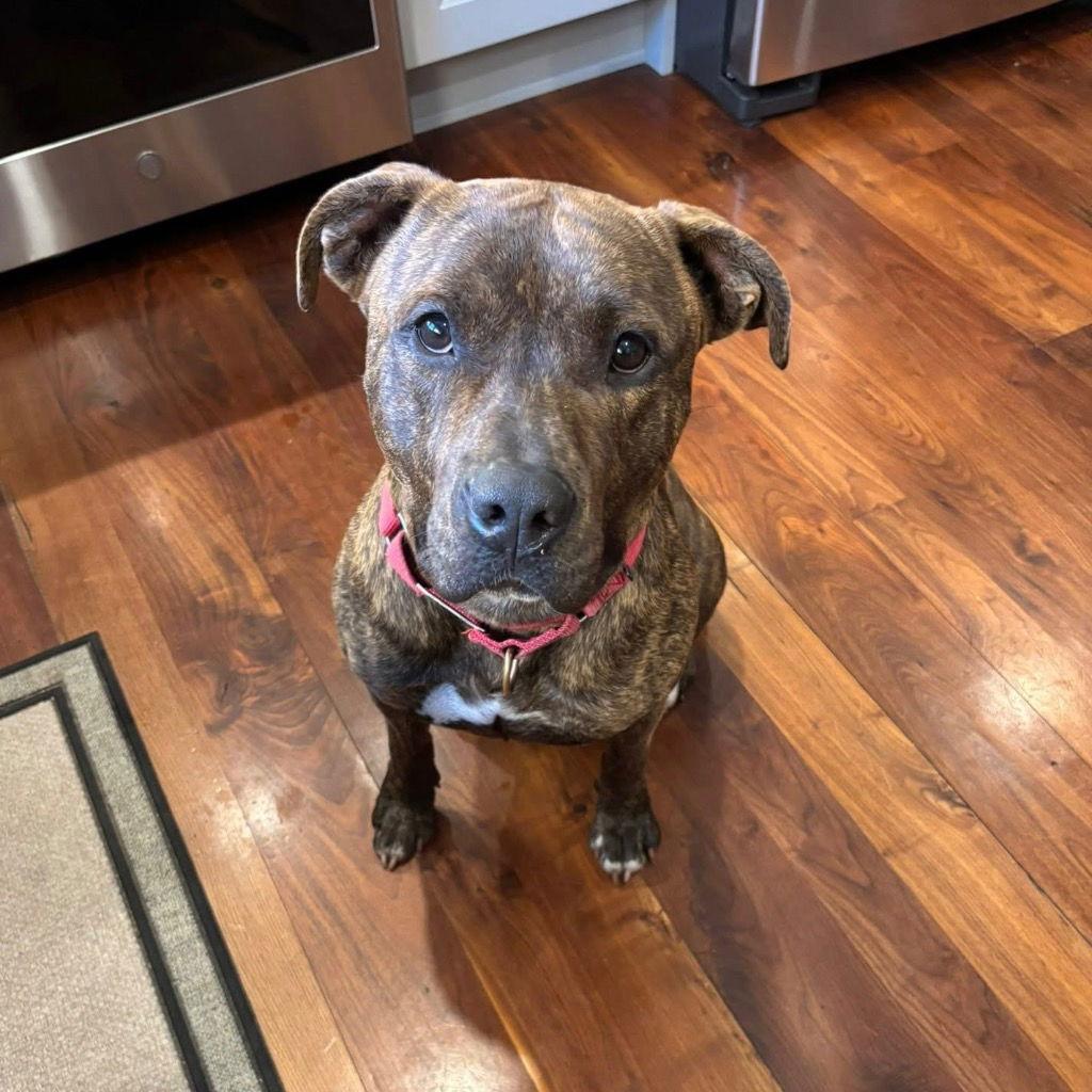 Simon, Adoptable, Young Male Terrier.