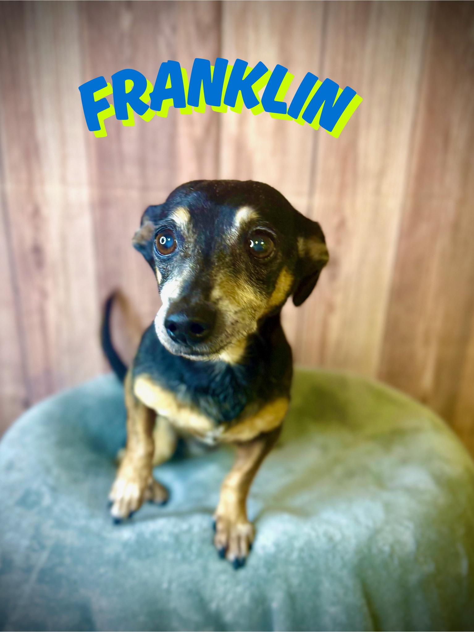 Enlarge Franklin, a ADOPTABLE Chihuahua in Comfort, TX image 1/1