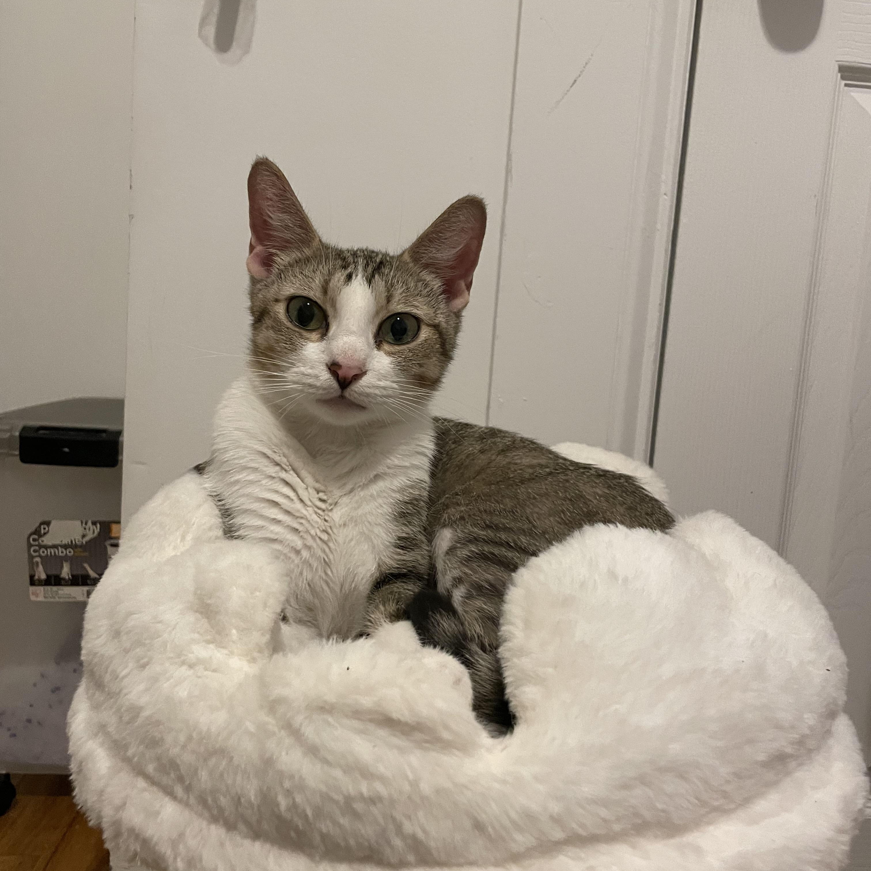 Mishu photo 2