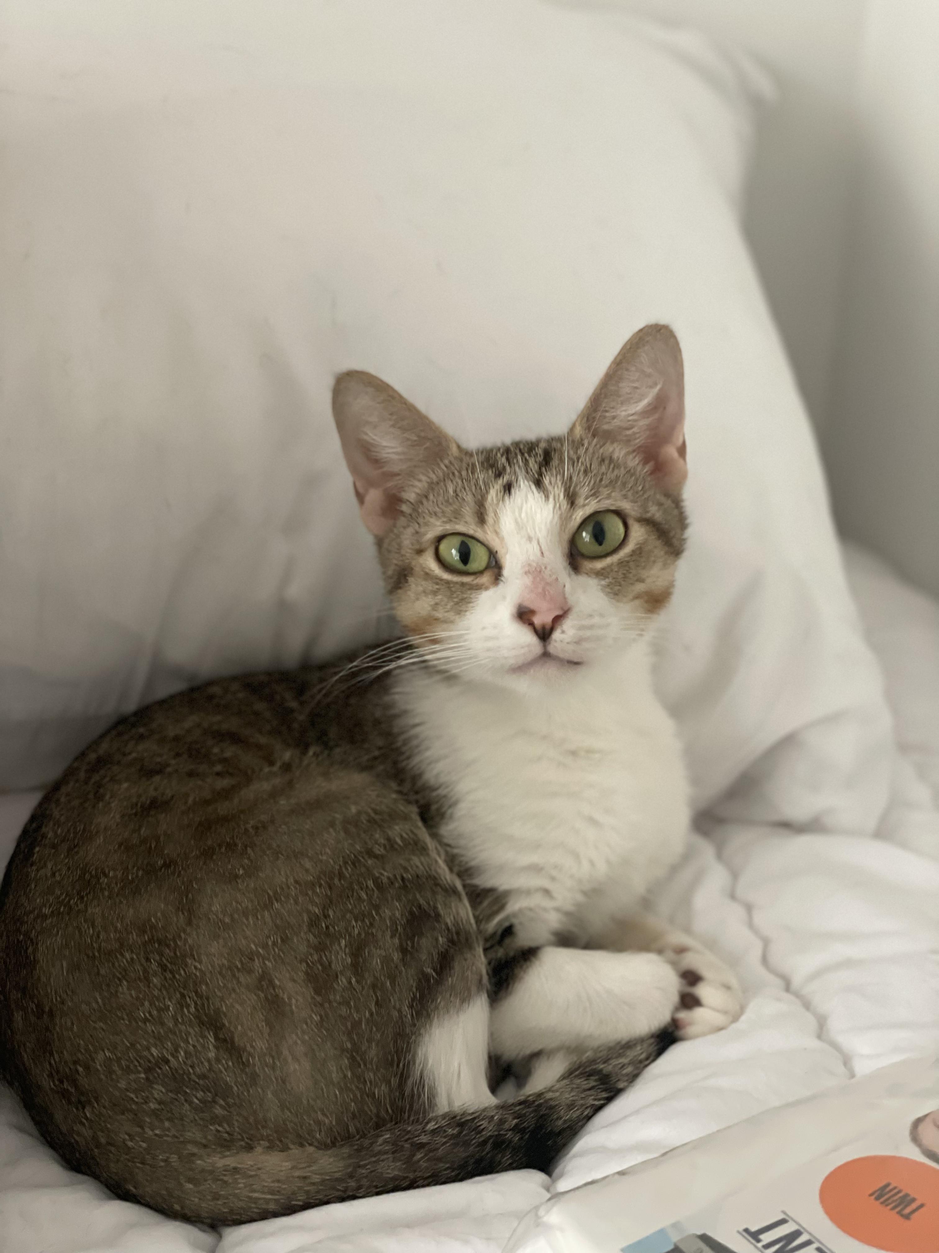 Mishu Domestic Short Hair Cat