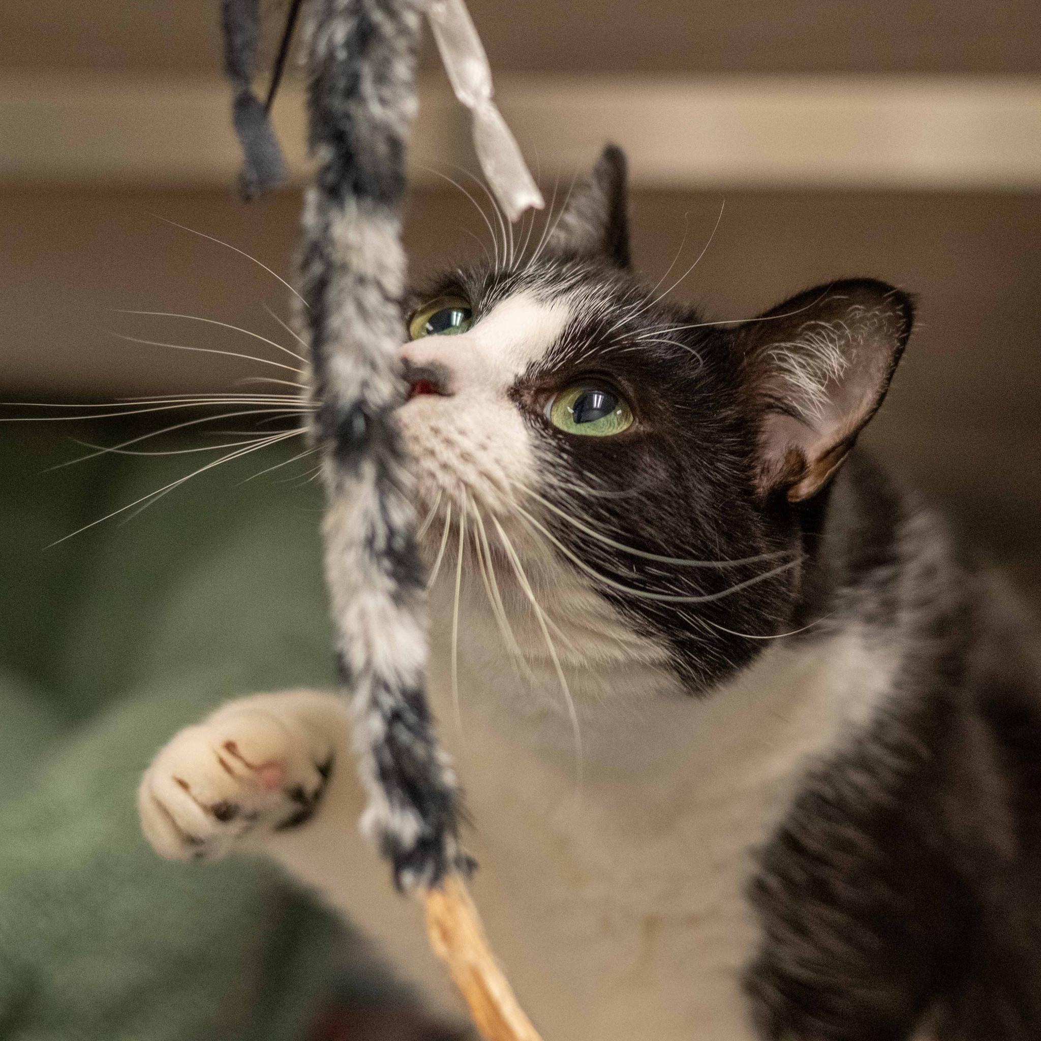 Enlarge Martha May, a ADOPTABLE Domestic Medium Hair in Hilton Head Island, SC image 1/1