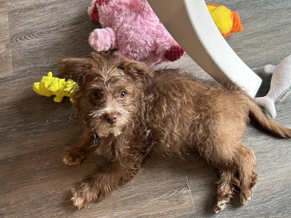 Enlarge Benji, a Adoptable mixed breed in Grand Rapids, MI image 1/4