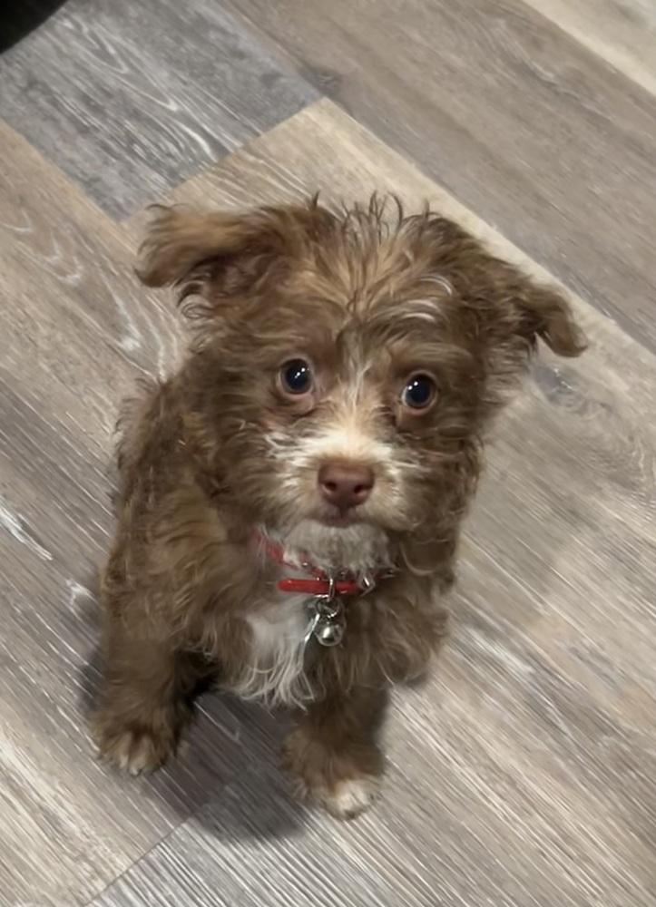 Enlarge Benji, a Adoptable mixed breed in Grand Rapids, MI image 2/4