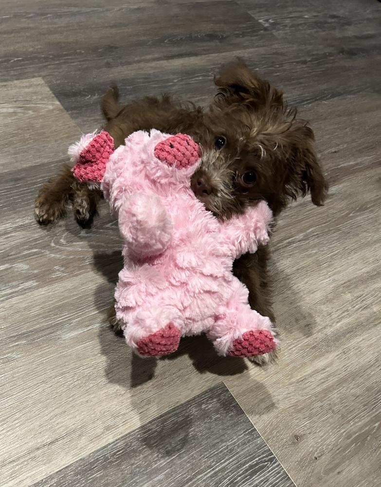 Enlarge Benji, a Adoptable mixed breed in Grand Rapids, MI image 3/4