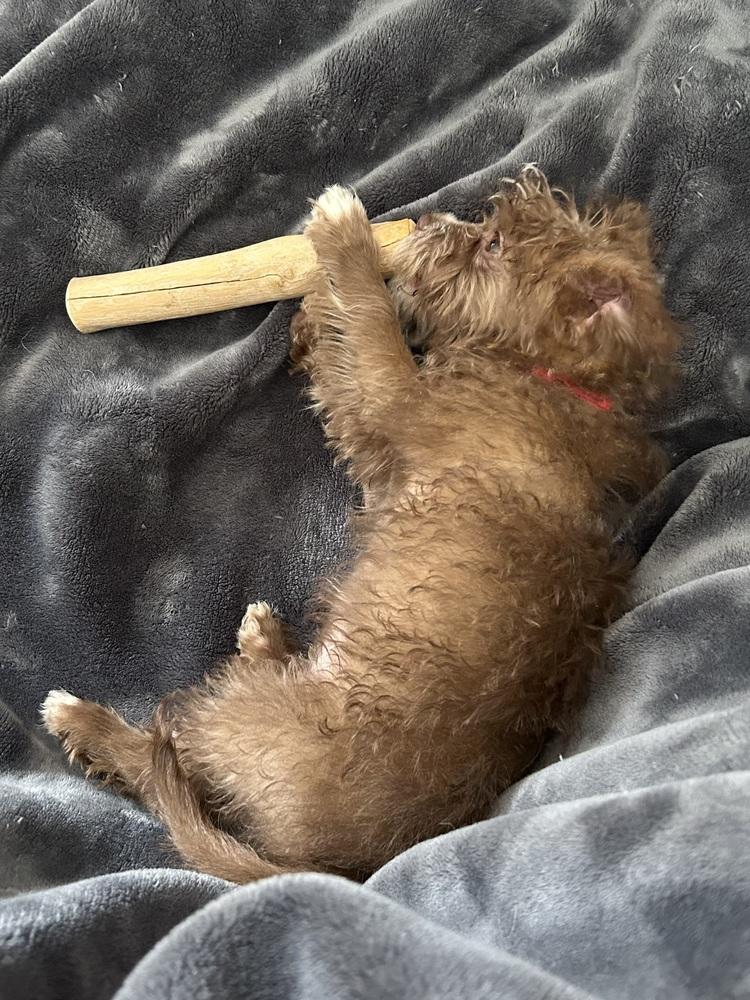 Enlarge Benji, a Adoptable mixed breed in Grand Rapids, MI image 4/4