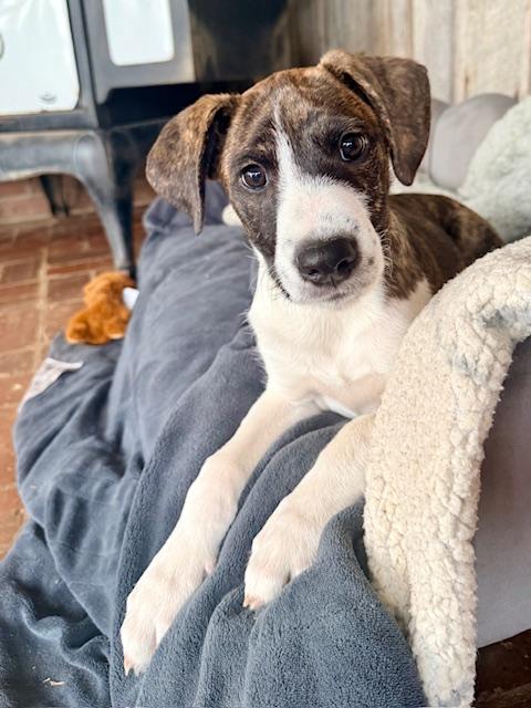 Darrion — thumbnail 2