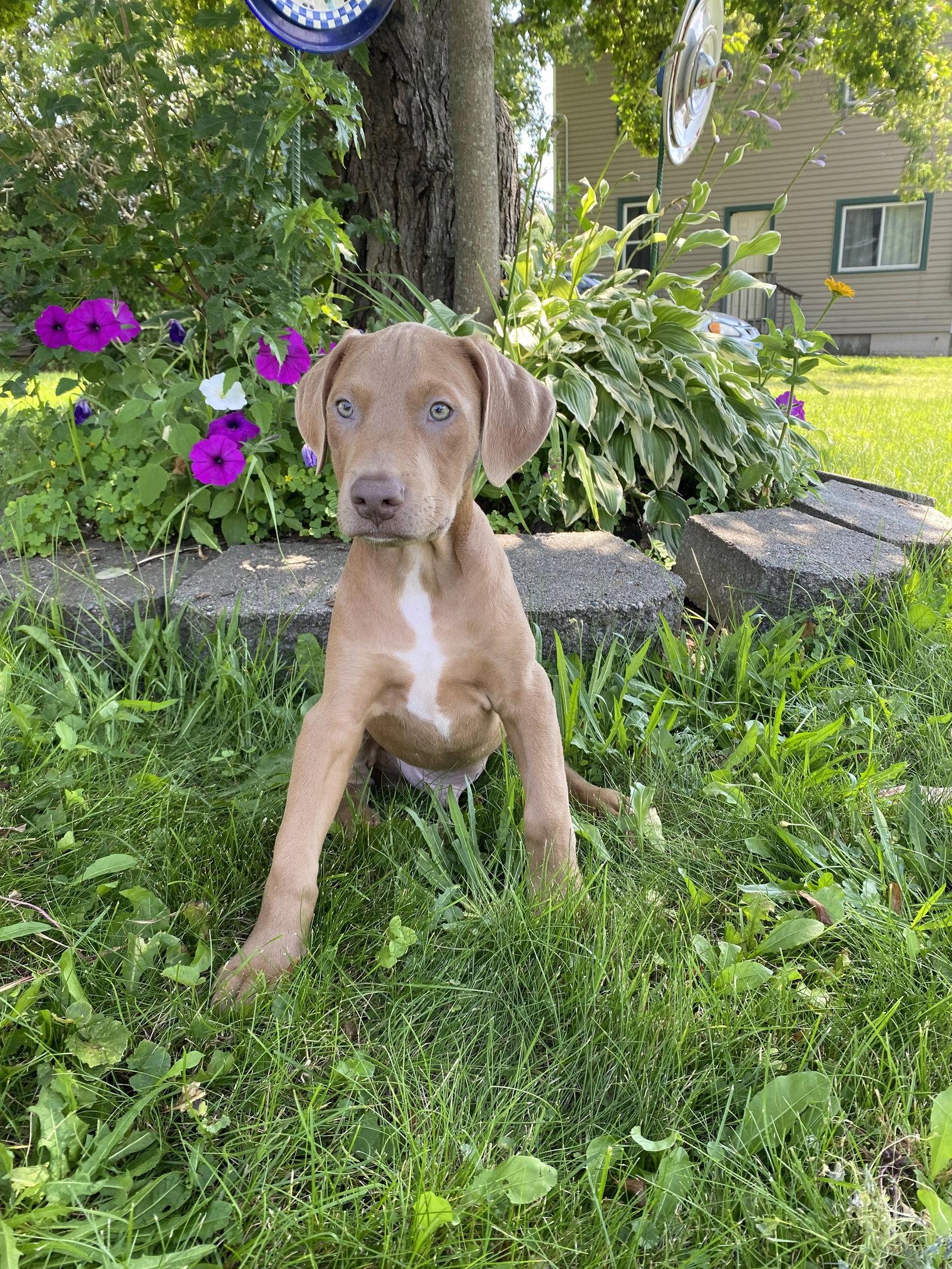 Dublin, a Adopted mixed breed in Minneapolis, MN image 1/3