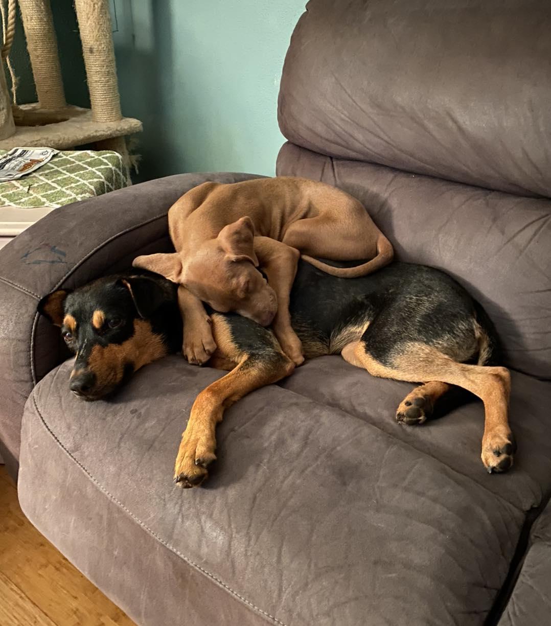 Dublin, a Adopted mixed breed in Minneapolis, MN image 3/3