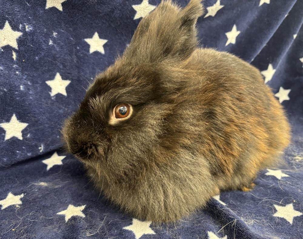 Enlarge Oatmeal, a Adoptable mixed breed in Westford, MA image 1/6