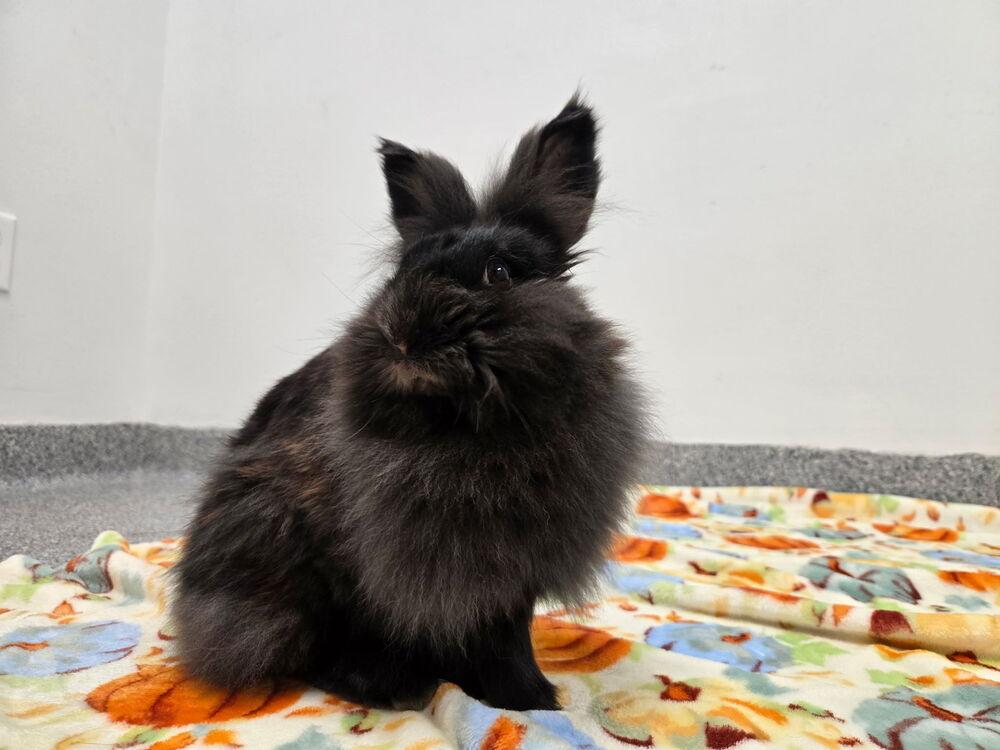 Enlarge Oatmeal, a Adoptable mixed breed in Westford, MA image 2/6