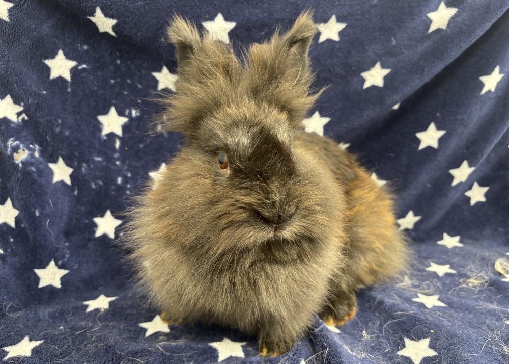 Enlarge Oatmeal, a Adoptable mixed breed in Westford, MA image 4/6