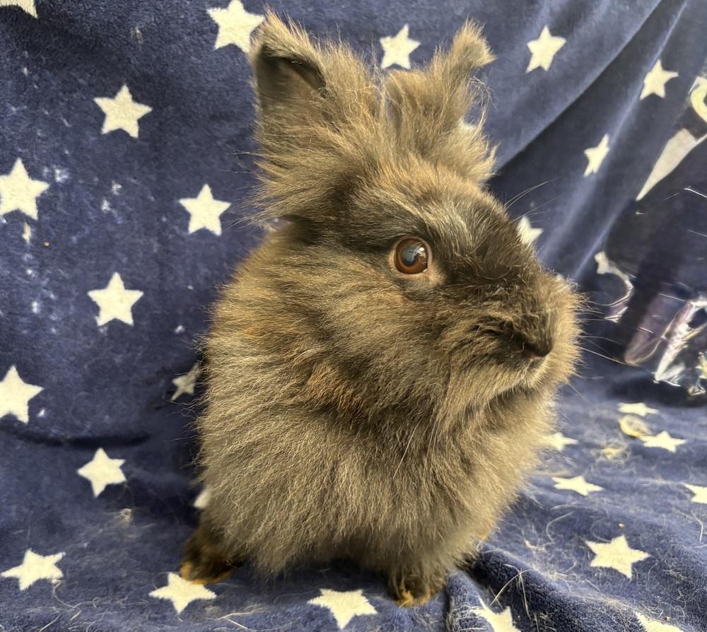 Enlarge Oatmeal, a Adoptable mixed breed in Westford, MA image 5/6