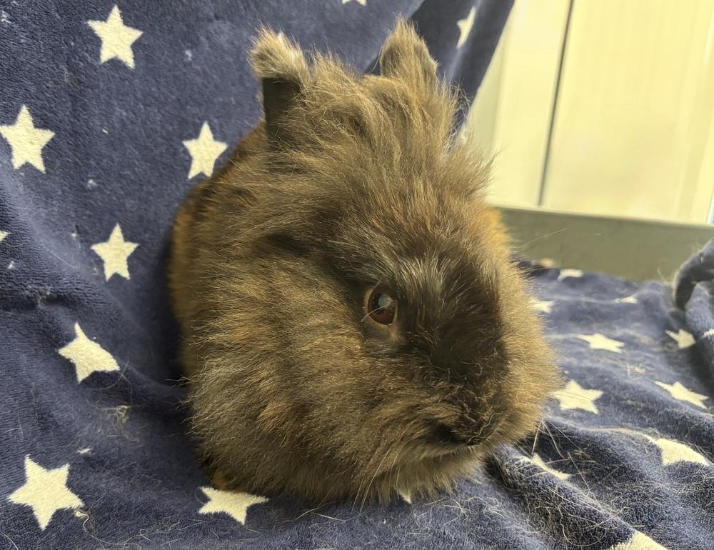 Enlarge Oatmeal, a Adoptable mixed breed in Westford, MA image 6/6