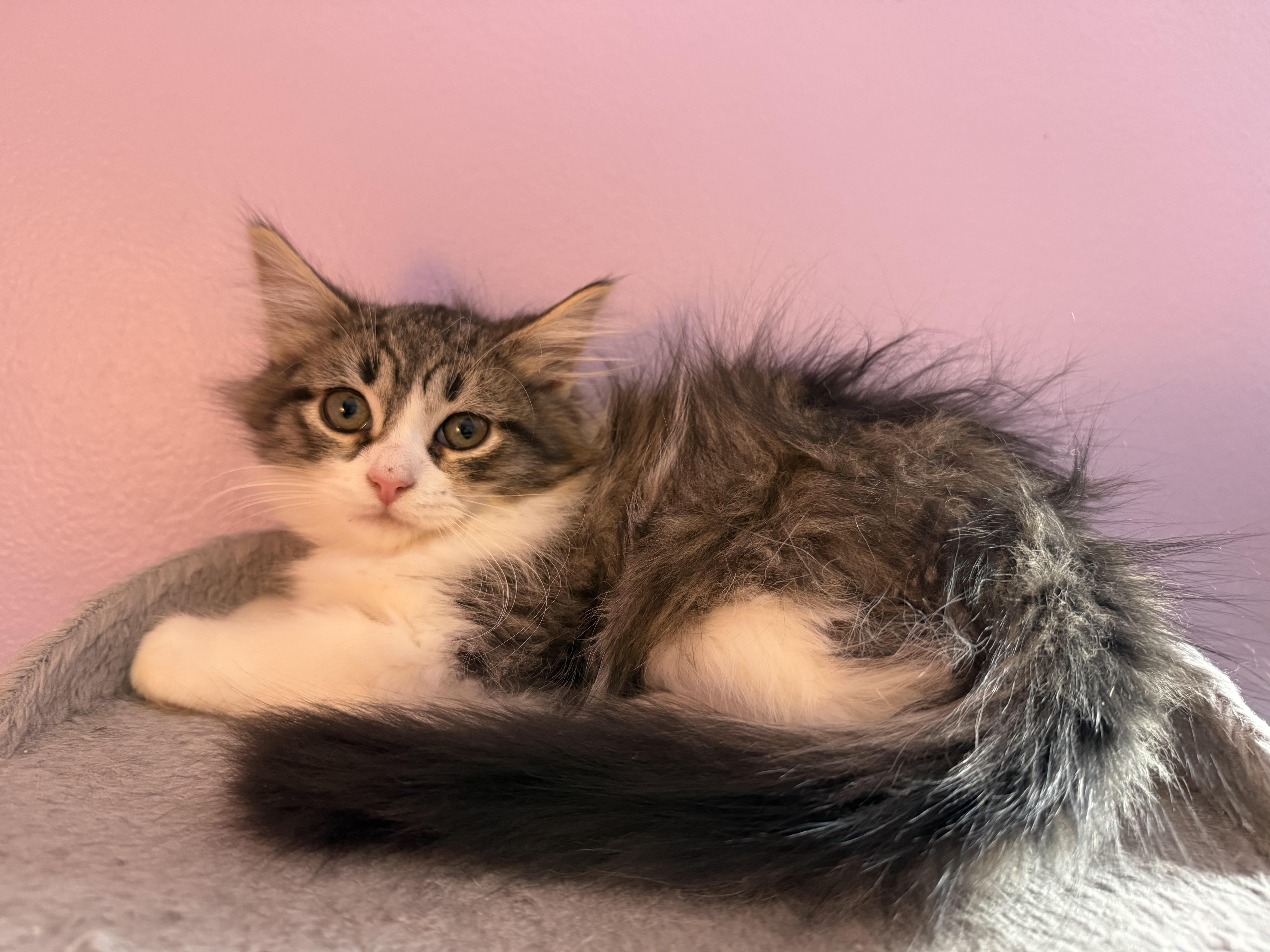 Enlarge Story, an adopted Domestic Long Hair in Garden City, MI image 2/4