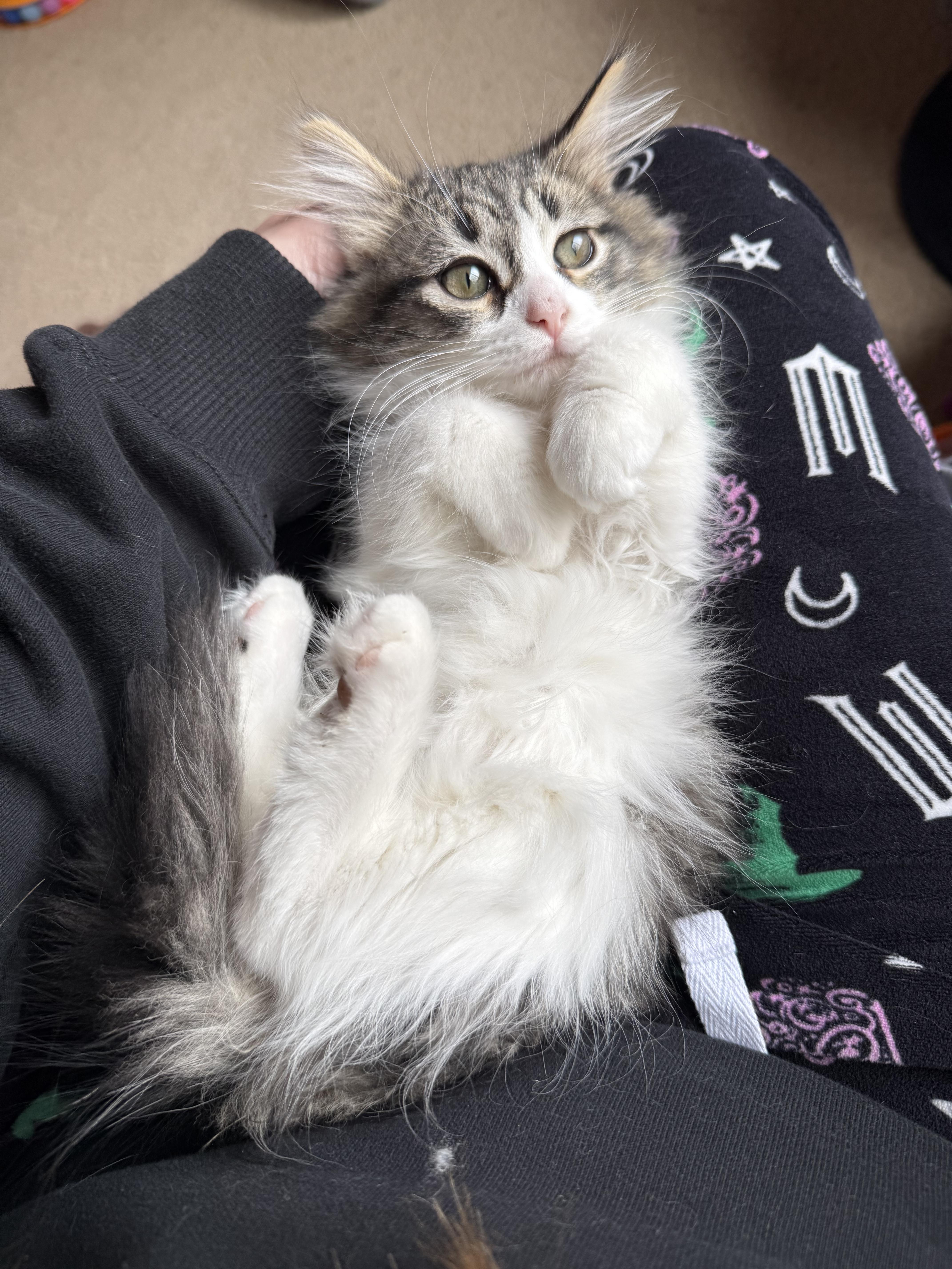 Story, adopted, Kitten Female Domestic Long Hair.