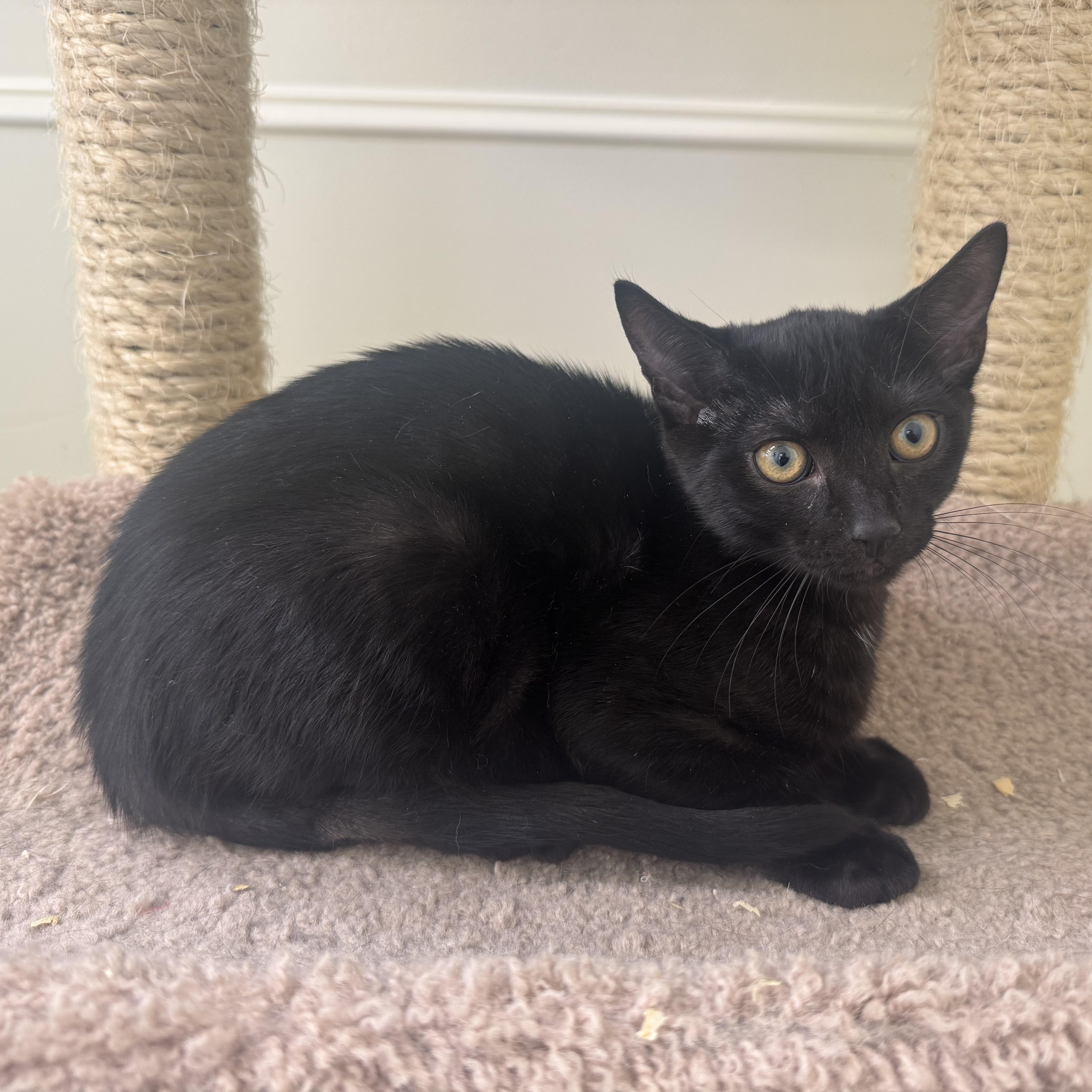 Enlarge Felix, a Adoptable Domestic Short Hair in East Northport, NY image 2/3