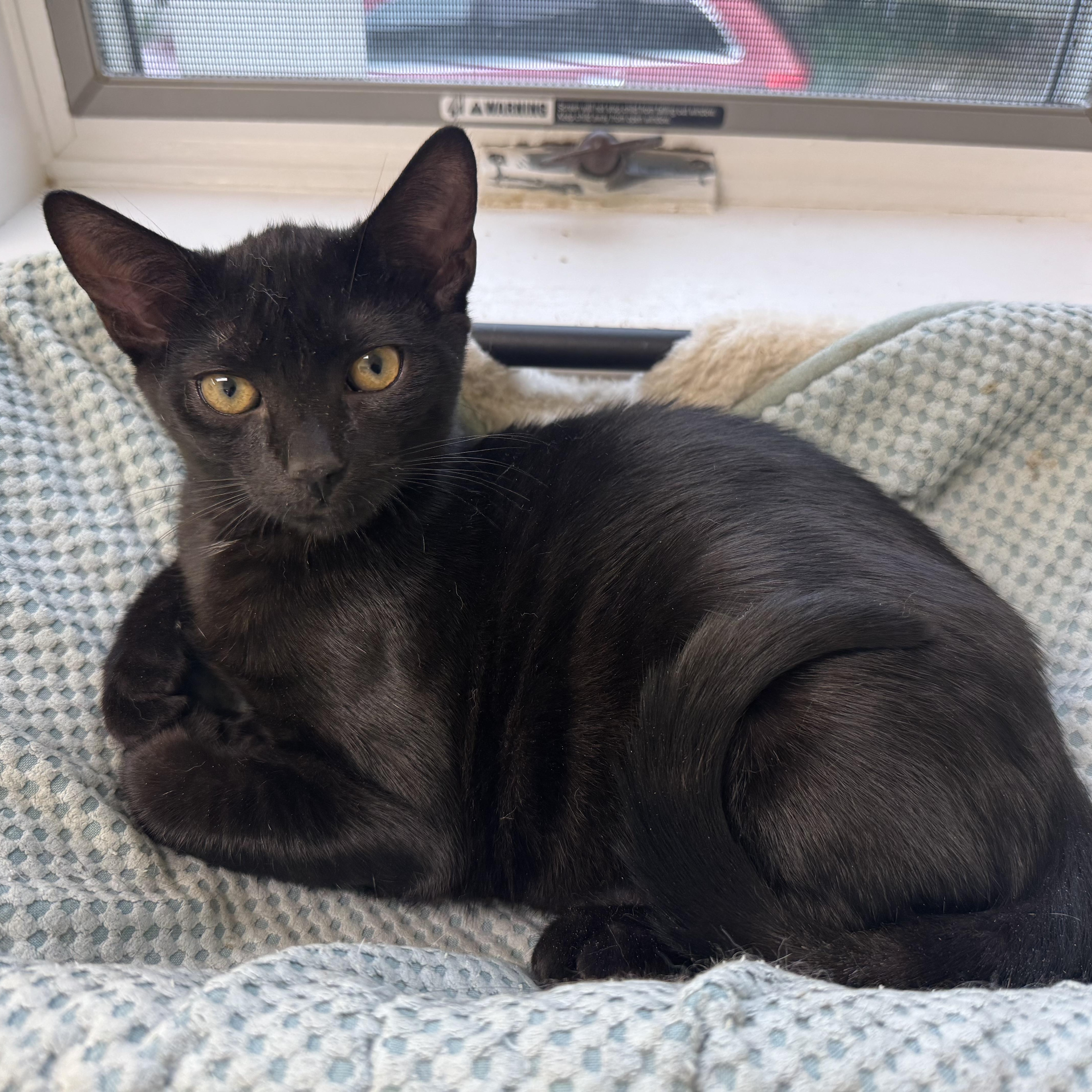 Enlarge Felix, a Adoptable Domestic Short Hair in East Northport, NY image 1/3