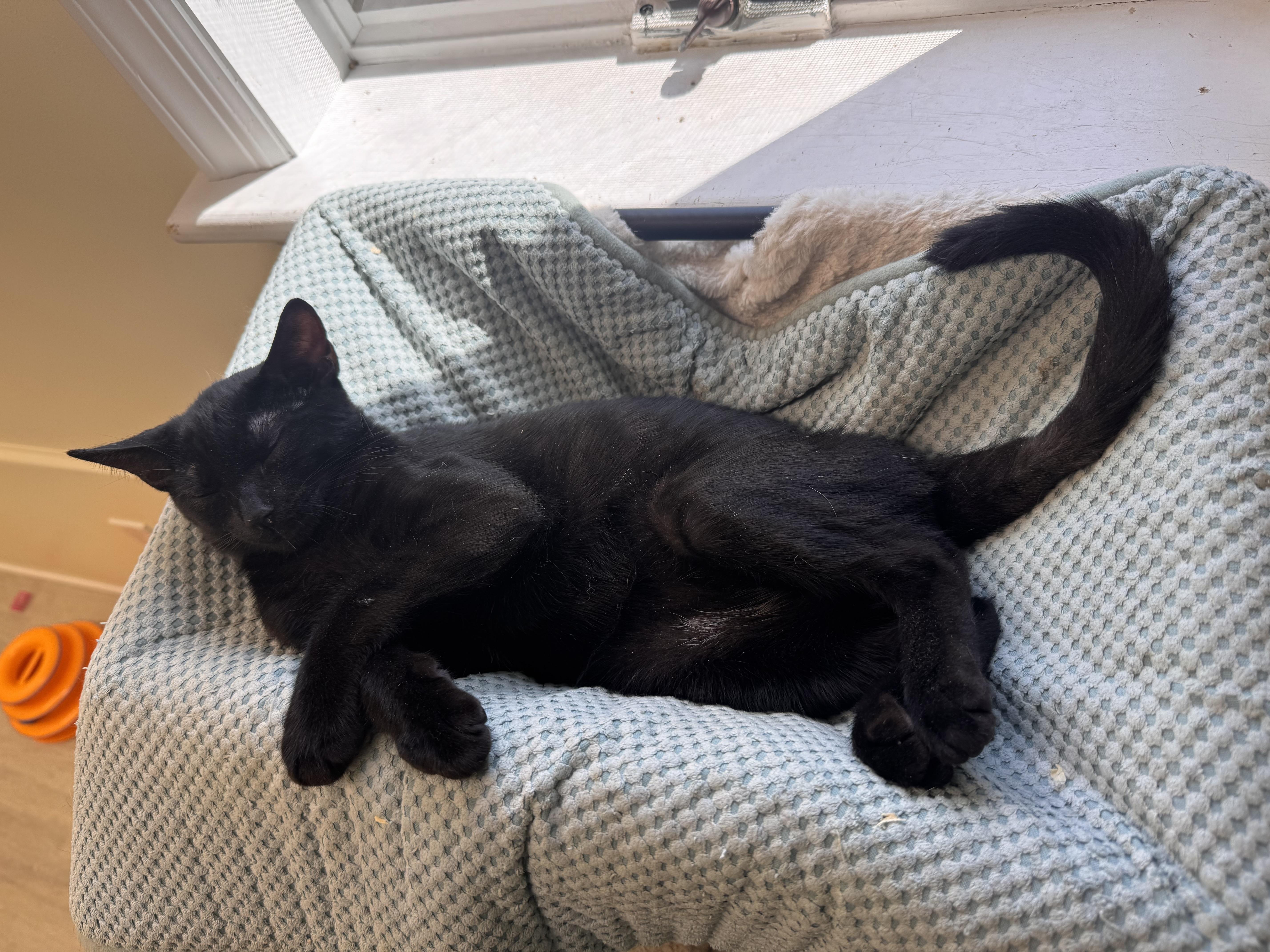 Enlarge Felix, a Adoptable Domestic Short Hair in East Northport, NY image 3/3