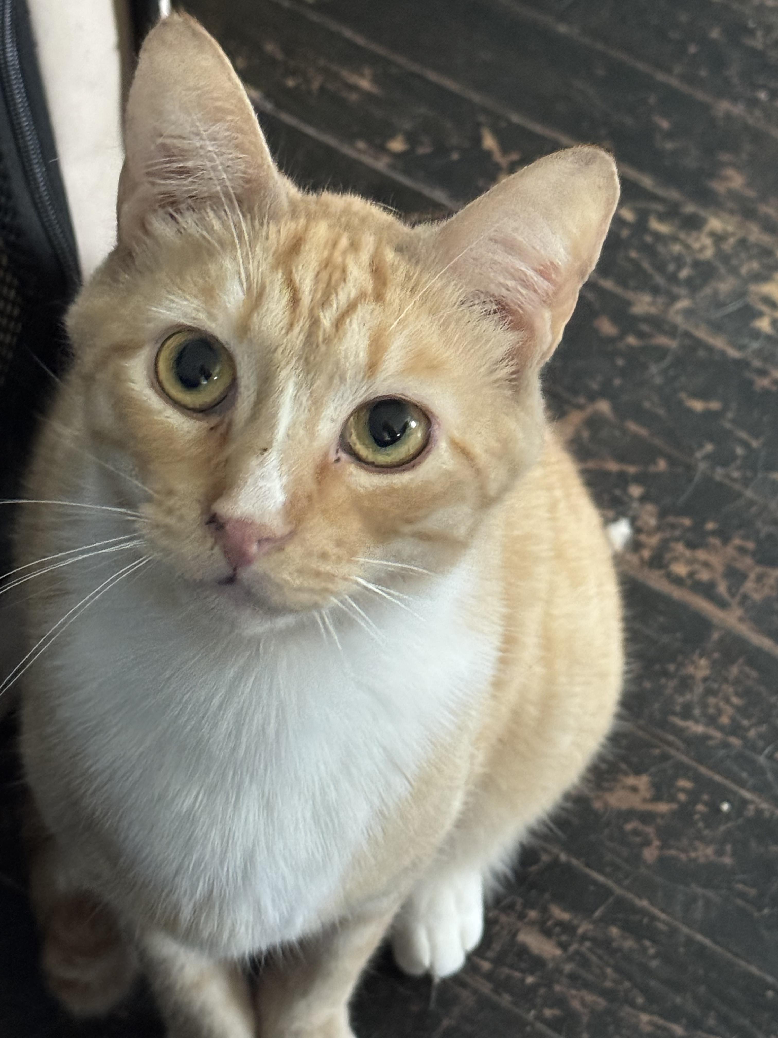 Sparky, a Adoptable Domestic Short Hair in Hoboken, NJ image 1/2