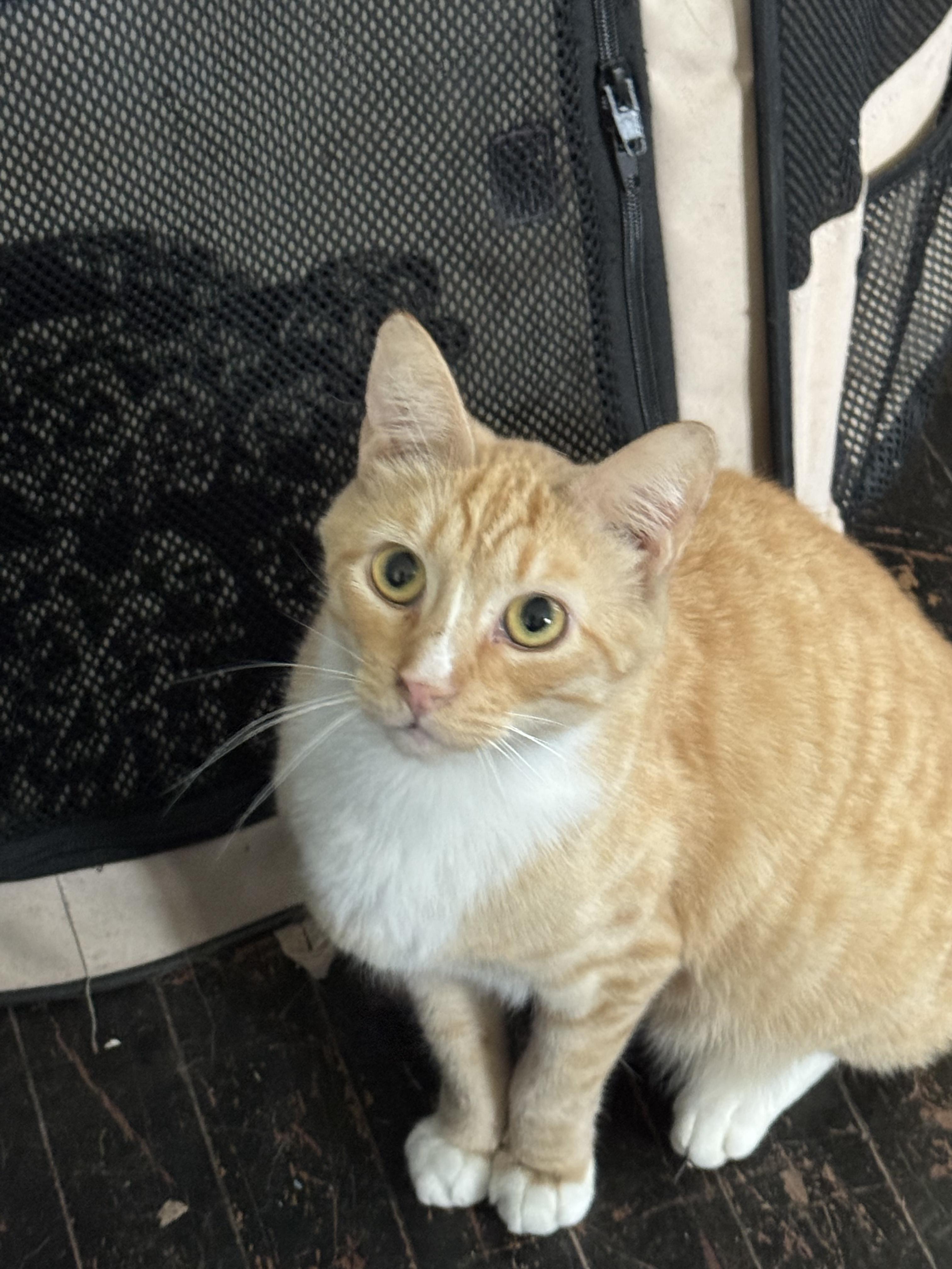 Sparky, a Adoptable Domestic Short Hair in Hoboken, NJ image 2/2