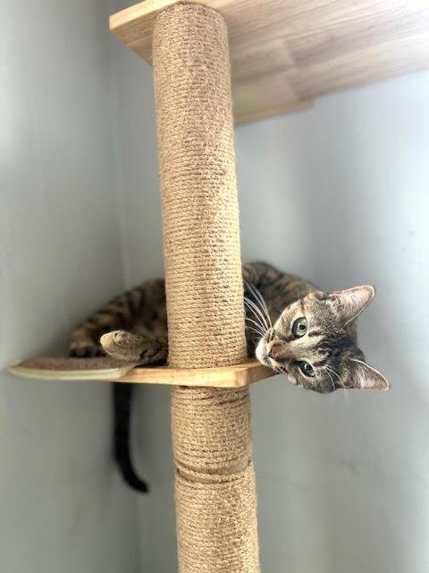 Maybe, Adoptable, Adult Female Domestic Short Hair.